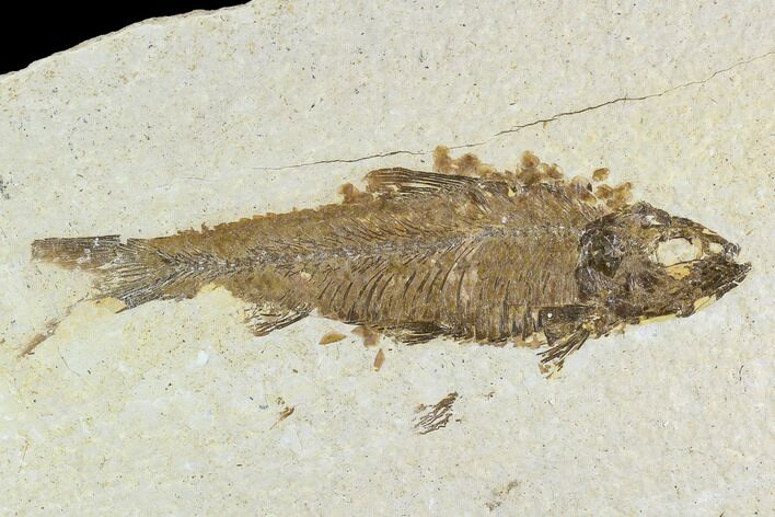 Bargain, Fossil Fish (Knightia) - Wyoming #108311